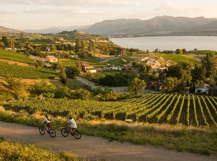 A couple of people riding bikes on a dirt road next to a vineyard.